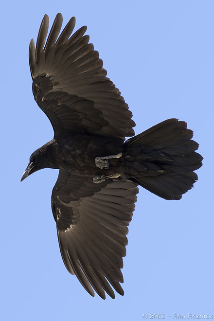 ravenfly.jpg